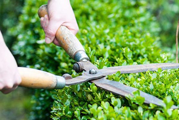 Chặt cây xanh, tỉa cành cây Vinh Nghệ An